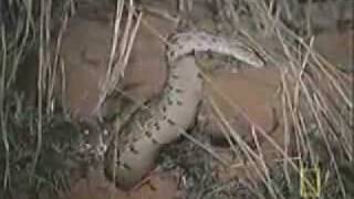 African Honey Badger Eats Snakes [upl. by Yuma]