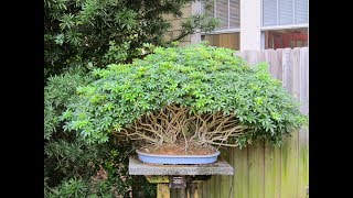 Schefflera Bonsai Schefflera arboricola [upl. by Terraj237]