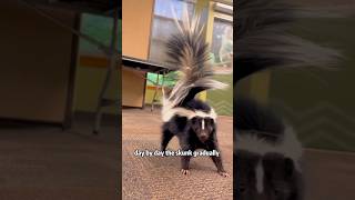 A skunk left home with a kitten animals skunks rescue heartwarming friendship [upl. by Arot465]