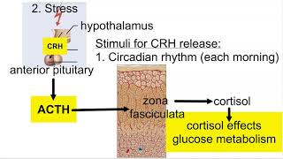 Cortisol Regulation of Secretion and Effects [upl. by Weidner]