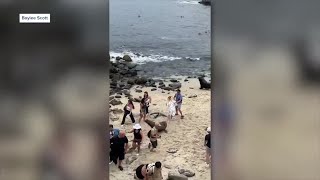 Sea lion attacks swimmer at Mission Beach [upl. by Ahsenom311]