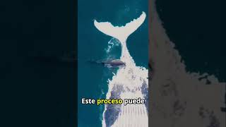 El Impacto de una Ballena al Descomponerse en el Océano shorts ballenas curiosidades [upl. by Odnanreh]