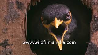 Common Myna at its nest in a hollow trunk of a tree [upl. by Rashida]