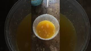 calamansi juice process yummy calamansi juice calamansijuice wow exotic recipe [upl. by Arsi764]