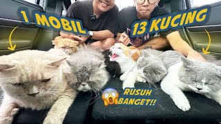 13 KUCING KELILING KOTA NAIK MOBIL BARU [upl. by Ynaffyt]