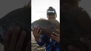 EPIC TRIPLETAIL TRIP Check my channel for the full trip 🔥 reels shorts [upl. by Assenav704]