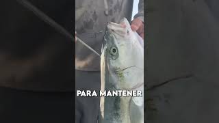 La forma más HUMANA de matar a un pez 🐟🗡️ [upl. by Dodge]