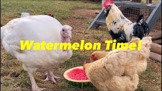 Mama Hen Feeds Baby Chicks Watermelon Everyone Else Joins In Too 😎 [upl. by Atnwahs]