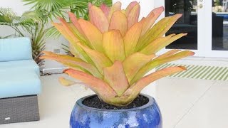 Planting Bromeliads into Gorgeous Blue Pots [upl. by Arodnahs845]