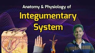 10 Integumentary System  Anatomy Physiology and Functions [upl. by Eelah80]