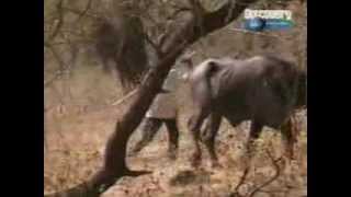 Gir National Park India  Discovery Channel  quotGir  Realm of Asiatic Lionquot  Part 3 [upl. by Eellek]