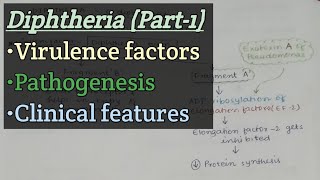 Diphtheria Part1  Virulence factor  Pathogenesis  Clinical features [upl. by Eemak]