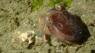 Stubby Squid Encounter At Redondo [upl. by Atinram85]