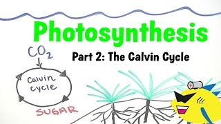 Aquarium Photosynthesis Pt 2 Planted Aquarium CO2 [upl. by Snodgrass511]