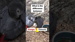 Difference between Congo and Timneh African Grey Parrots bird animals [upl. by Ahsart]