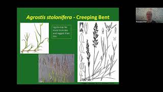 Bents Agrostis Identification webinar [upl. by Odell]