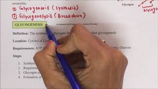 Glycogen Metabolism Part01 Introduction to Glycogen Metabolism  Metabolism Steps of Glycogens [upl. by Publea]