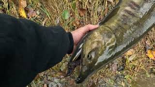 Chum Salmon Fishing  Green River [upl. by Zrike]