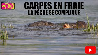 CARPES EN FRAIE La Pêche se Complique [upl. by Ssitnerp411]