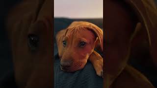 Adorable Ridgeback puppy resting peacefully 🐾❤️ ridgebackpuppy cute puppy dog ridgeback [upl. by Julee]