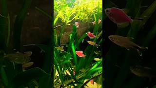 Tank cleaning😄 fish aquarium guppy fishtank betta pets bachagang mollyfish trending shorts [upl. by Anreval]