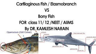 Cartilaginous Fish  Elasmobranch amp Bony Fish FOR class 11 12 NEET  AIIMS By DR KAMLESH NARAIN [upl. by Lokim]