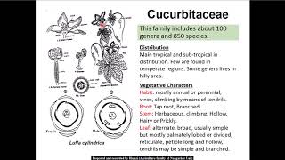 12 Cucurbitaceae family [upl. by Blanding]