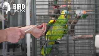 What Species of Parrot is Right For YOU [upl. by Nahshunn783]