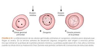 Langman Capítulo 2  Gametogénesis Resumen [upl. by Isaiah]