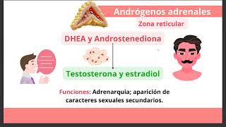 Fisiología de las Glándulas adrenales Unidad de Endocrino  Preparadora Valeria Graci [upl. by Leonie]