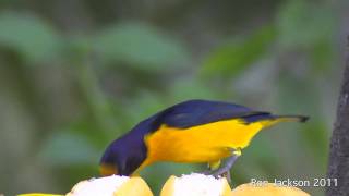 Violaceous Euphonias  Euphonia violacea [upl. by Pember]