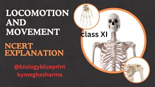 Locomotion and movement class 11 NCERT  Biology Lecture Meghasharmabiology [upl. by Ema]