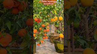 Citrus mother plants in my rooftoop garden garden shorts viral [upl. by Eniahs945]