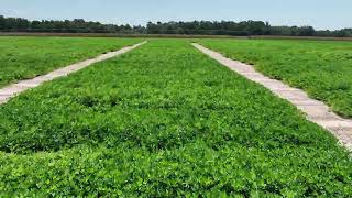 Midville GA  Aug 12 2024  Peanut Plots 4 [upl. by Meihar997]