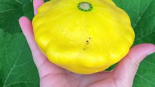 Pattypan Squash Harvest and Hand Pollination [upl. by Gordy782]