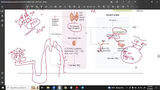 Parathyroid Hormone Physiology  Function amp Regulation [upl. by Nolram]