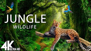 Jungle Wildlife In 4K  The World’s Largest Tropical Rainforest  Relaxation Film with Calming Music [upl. by Apfel]