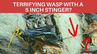 Black Giant Ichneumon Wasp longest ovipositor in the world looks like a stinger [upl. by Yager126]