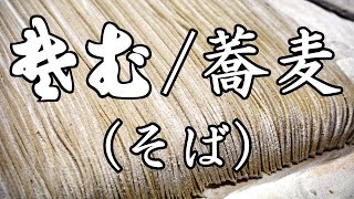 蕎麦（そば） Soba buckwheat noodles [upl. by Cherin401]