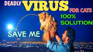 CAT BILLI KO VIRUS SYMPTOMS  HOME REMEDIES  VET RECOMMENDED [upl. by Ivatts849]