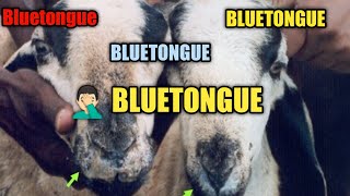 About Bluetongue in Sheep by Weekend Farmer Arshad [upl. by Cynthy100]