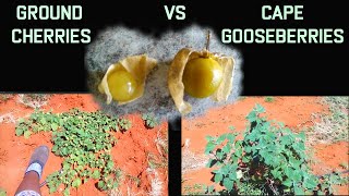 Identifying Plant Types  Cape Gooseberry Vs Ground Cherry [upl. by Alvie]