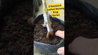 5 ROOTSTOCK GRAFTED MUSANG KING music rap musangking durianfruit cotyledon rootdouble durian [upl. by Ruelle139]