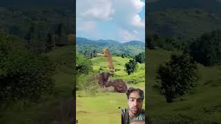 Fight bison and lion in wild 👉newtrending [upl. by Atined]