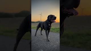 Sunset and Cane Corso Bruce [upl. by Azirb]