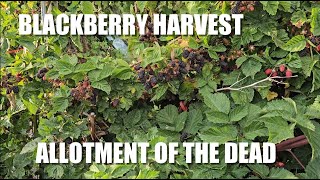 Blackberry Harvest [upl. by Aneryc]