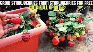 How To Grow Strawberries From Seed WITH UPDATES [upl. by Spada]