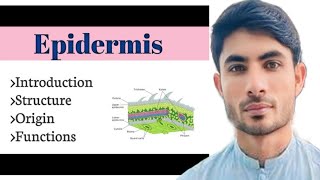 functions of epidermis in Urduhindi abdur Rahman official [upl. by Seuqirdor252]