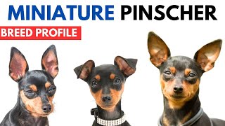 Miniature Pinscher Breed Profile History  Price  Traits  Mini Pin Grooming Needs  Lifespan [upl. by Taro]