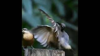 bird mating dance with vine boom [upl. by Sedicla486]